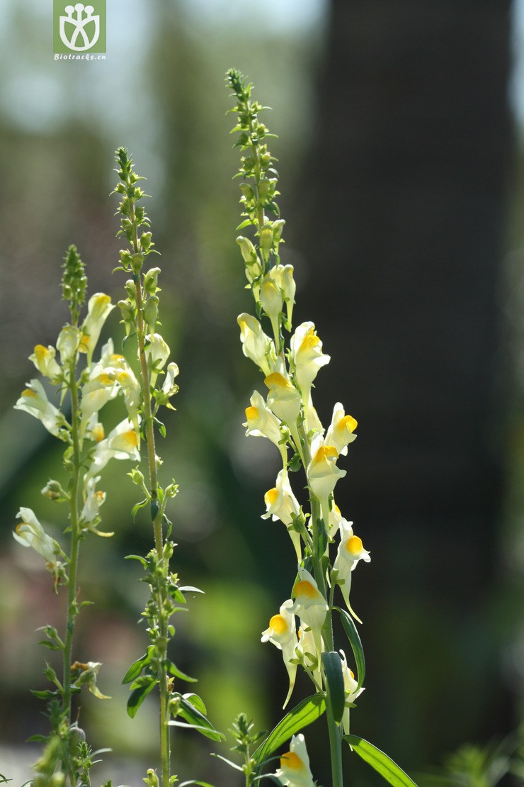 linaria vulgaris subsp sinensis柳穿鱼2009-10-03xx-bj(17.