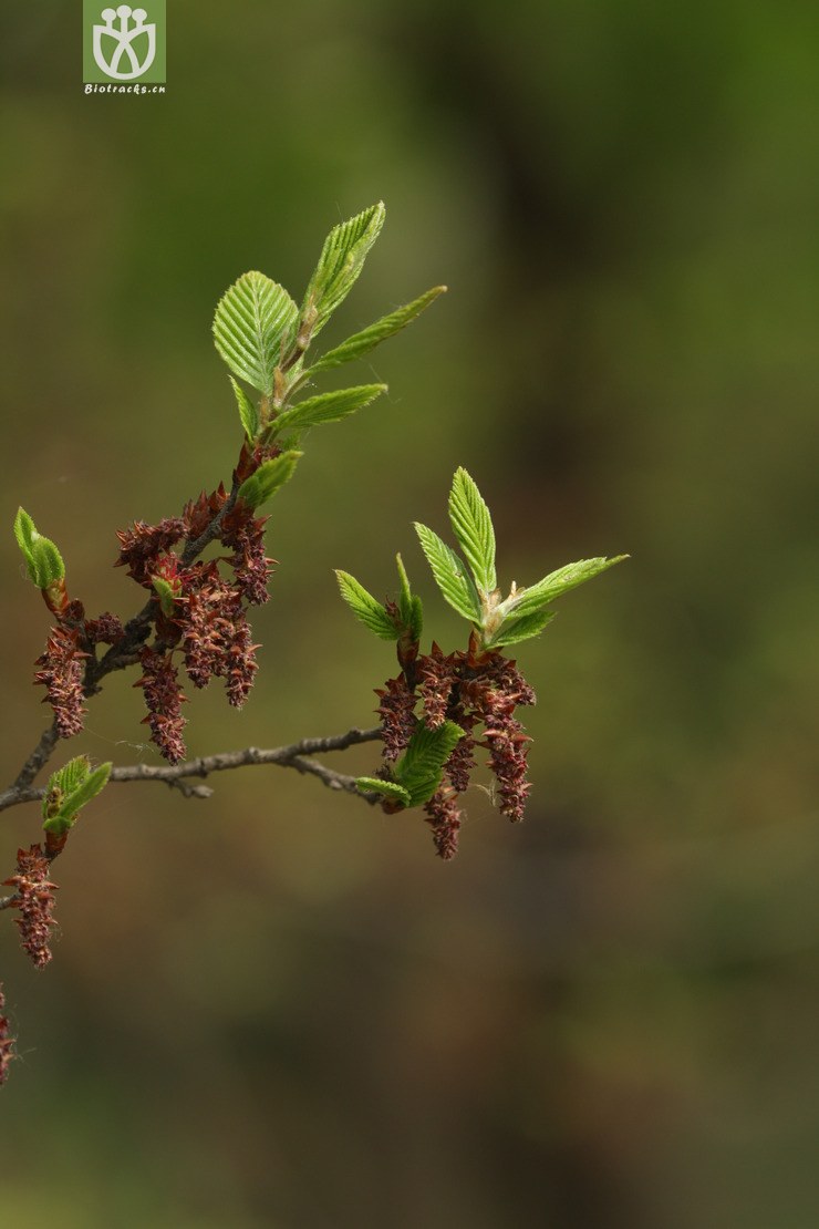 carpinus belulus桦叶鹅耳枥【国外】2010-05-03xx-bj (2).