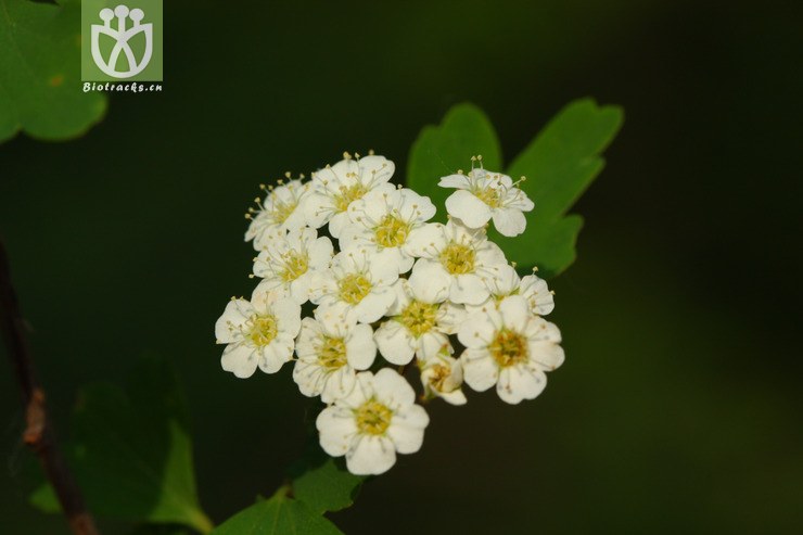 spiraea trilobata var trilobata三裂绣线菊2010-05-22xx-bj(7.