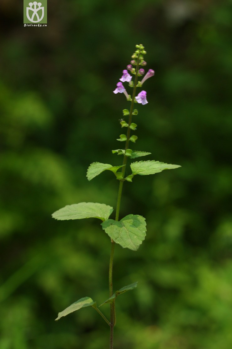 purpureicaulis紫茎京黄芩2010-06-27xx- 相邻时间拍摄的照片