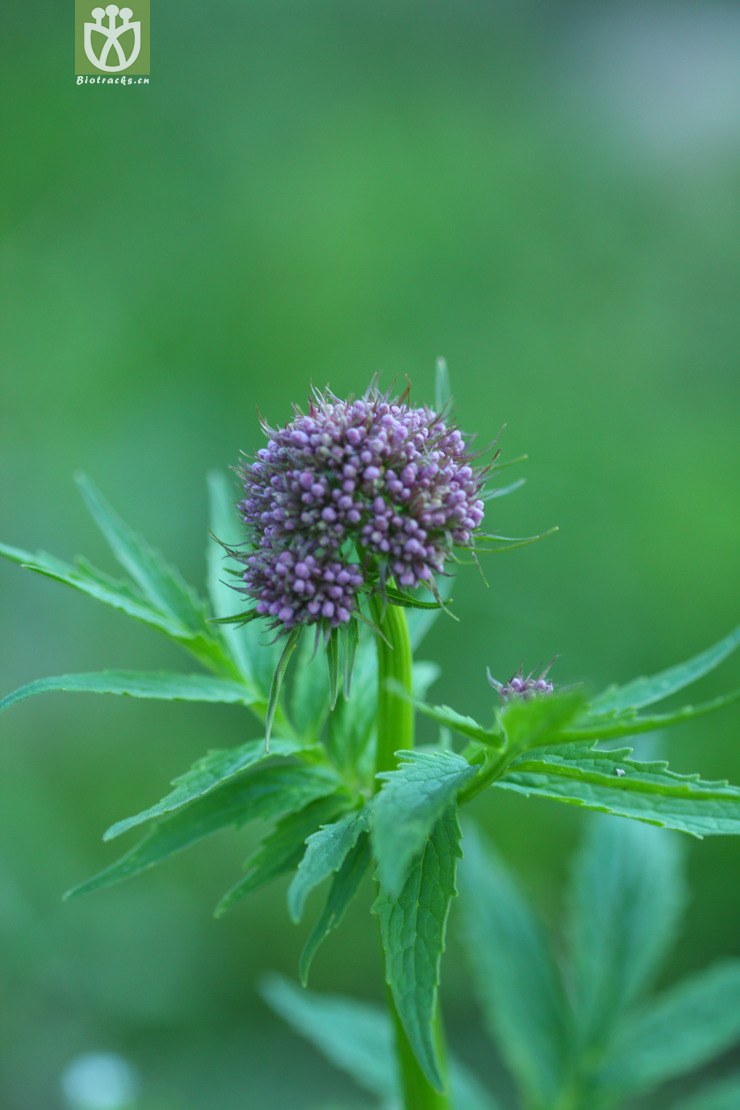 valeriana officinalis var. officinalis缬草2010-06-20xx-bj (4).