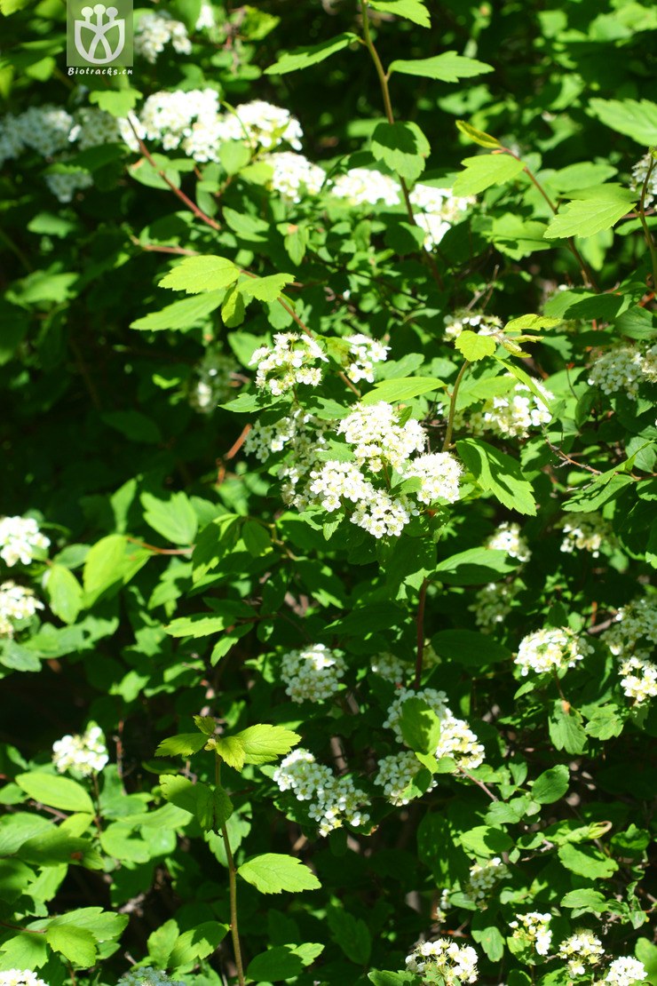 spiraea pubescens var pubescens土庄绣线菊2010-06-20xx-bj(0.