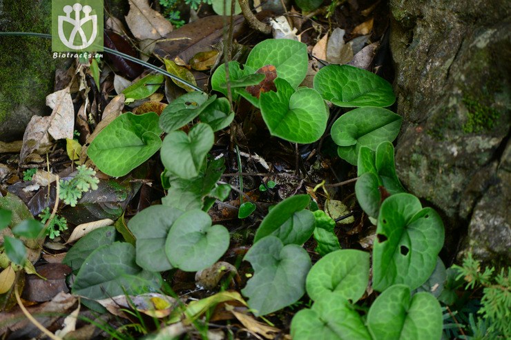 asarum geophilum地花细辛【g】2015-03-12xx-gx (27).