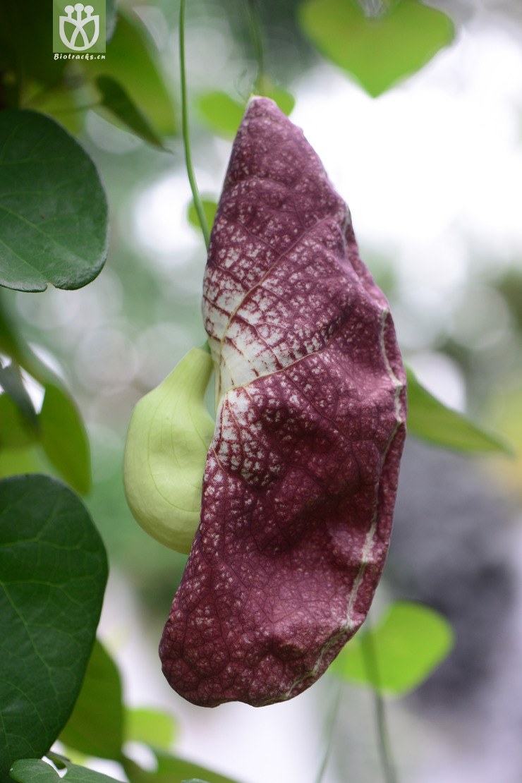 aristolochia gigantea巨花马兜铃【国外】【g】2014-07-05xx-sh (18)