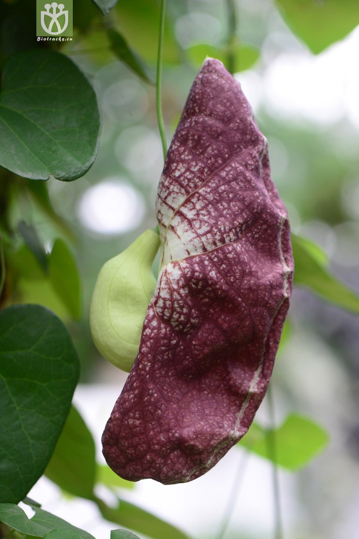 aristolochia gigantea巨花马兜铃【国外】【g】2014-07-05xx-sh (19)