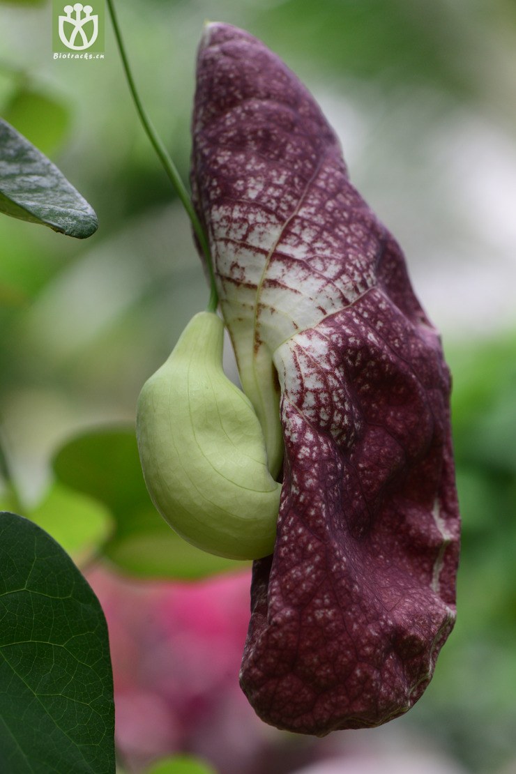 aristolochia gigantea巨花马兜铃【国外】【g】2014-07-05xx-sh (20)