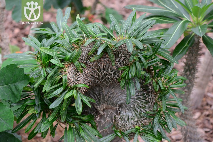 pachypodium lamerei "cristata"非洲霸王树缀化【国外】【zhg】