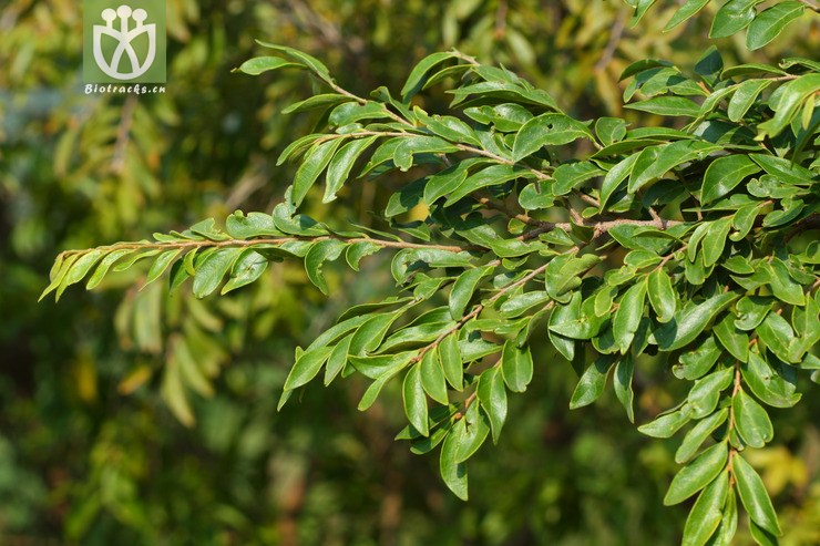 diospyros dumetorum岩柿2010-08-09xx-sc (0).