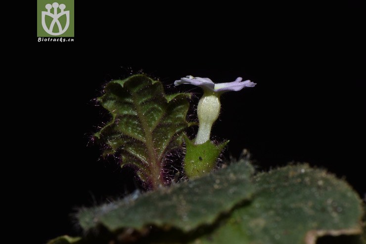 6845 primula barbicalyx毛萼鄂报春【可以处理】2017-05-18xx-yn dsc