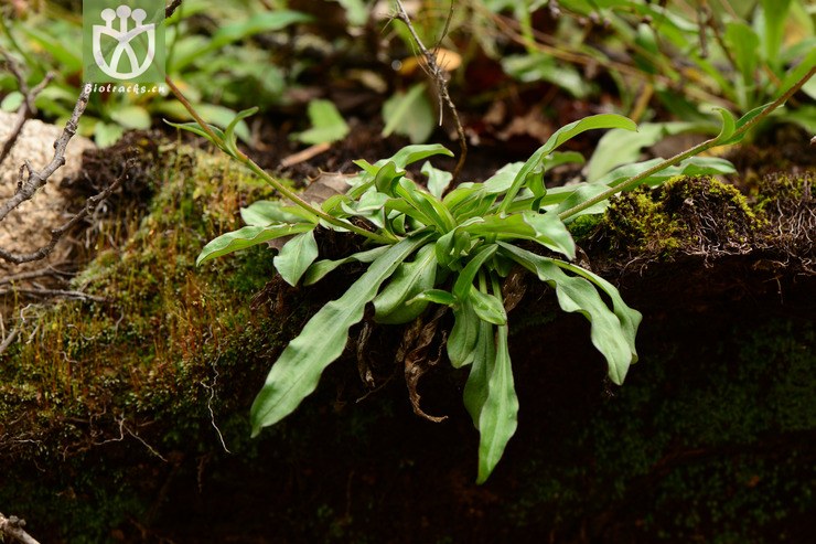 nardostachys jatamansi甘松【g】2014-07-31xx-sc (1).