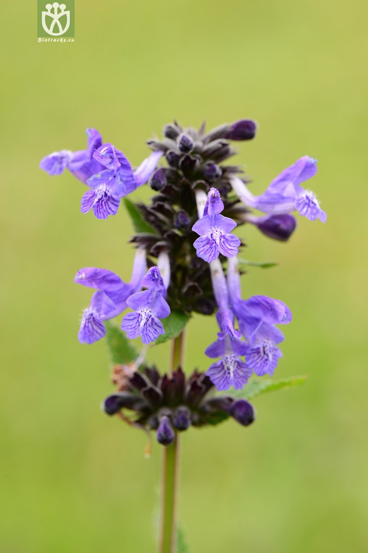 06546 nepeta prattii康藏荆芥【g】2014-07-31xx-sc (0).