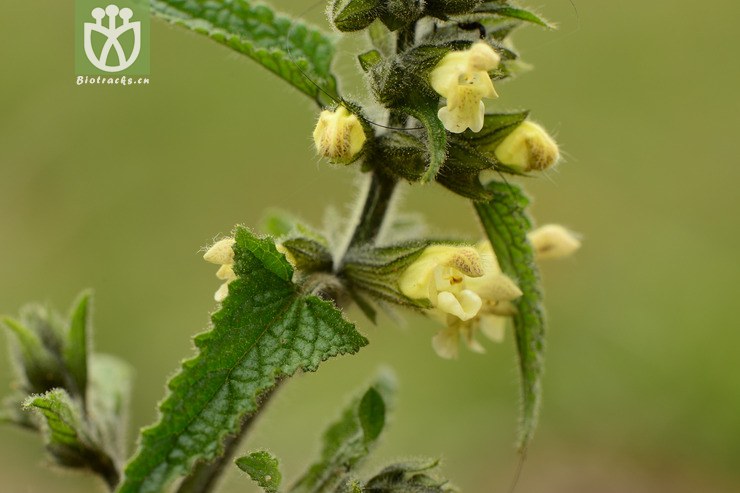 salvia roborowskii粘毛鼠尾草【可以处理】2014-07-31xx-sc(5.