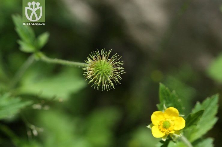 geum aleppicum路边青【可以处理】2009-07-24xx-xz (6).