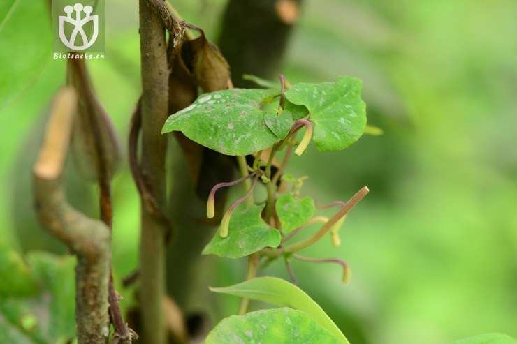 【栽培】aristolochia cinnabarina四川朱砂莲【h】2015-04-30xx-sc