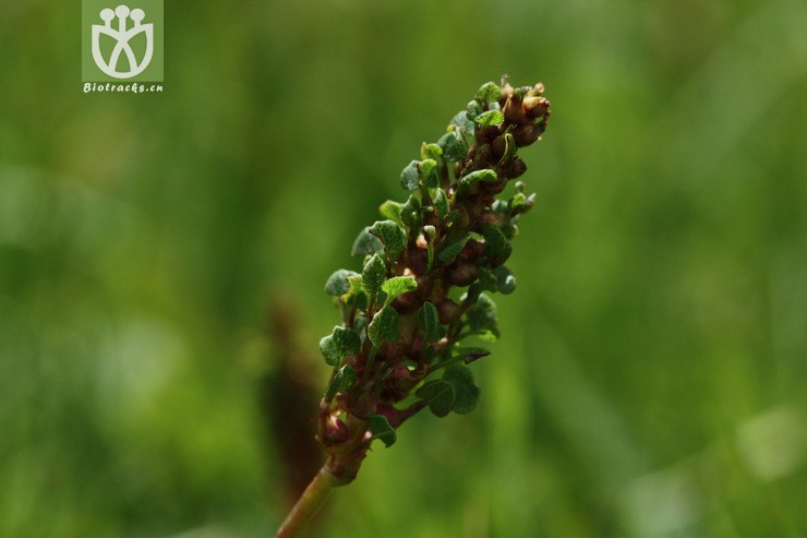 polygonum viviparum var viviparum珠芽蓼2009-07-30xx-xz(0.