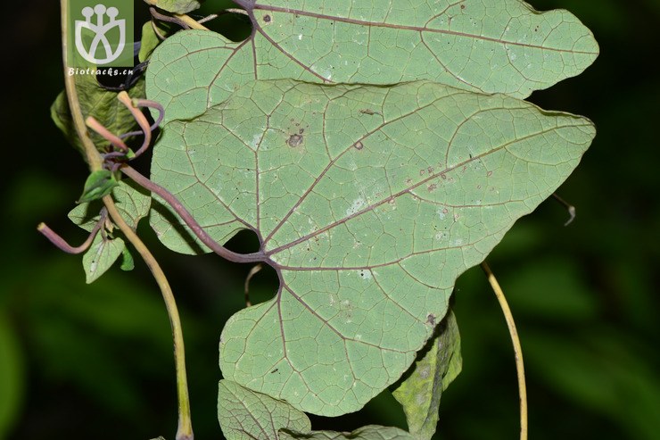 100% 【栽培】aristolochia cinnabarina四川朱砂莲【h】2015-04-30