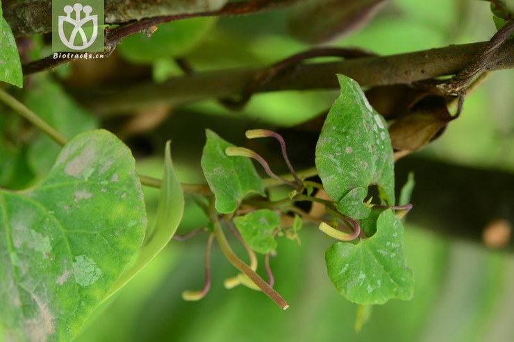 【栽培】aristolochia cinnabarina四川朱砂莲【h】2015-04-30xx-sc
