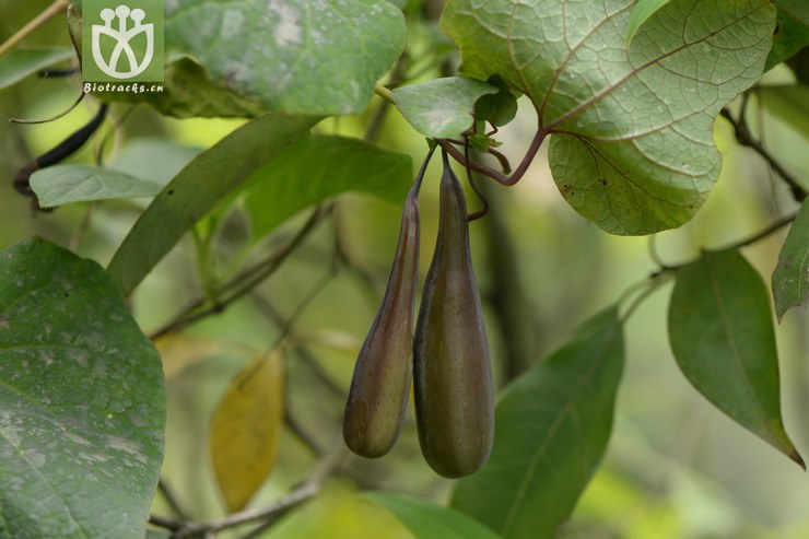 【栽培】aristolochia cinnabarina四川朱砂莲【h】2015-04-30xx-sc