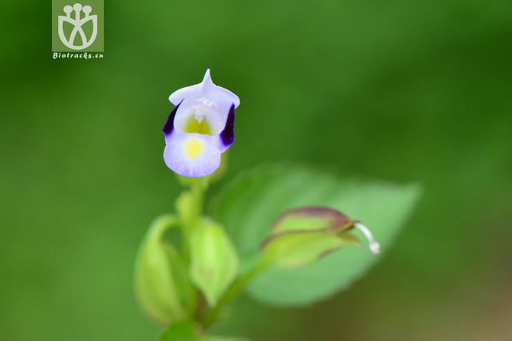 torenia violacea紫萼蝴蝶草【g】2014-09-07xx-zj(3.