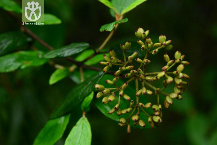 viburnum chinshanense金佛山荚蒾【h】2015-05-04xx-cq (22).