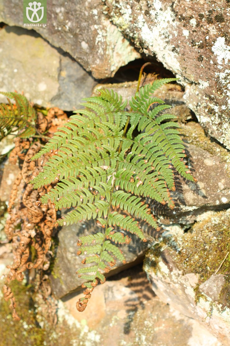 dryopteris sparsa稀羽鳞毛蕨【可以处理】2013-02-16xx-zj (7).