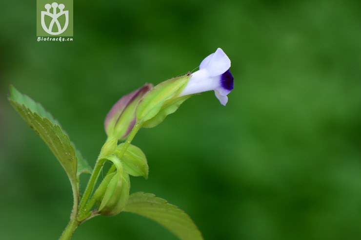 torenia violacea紫萼蝴蝶草【g】2014-09-07xx-zj(5.