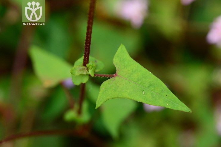 polygonum senticosum刺蓼【可以处理】2014-09-14xx-zj(10.