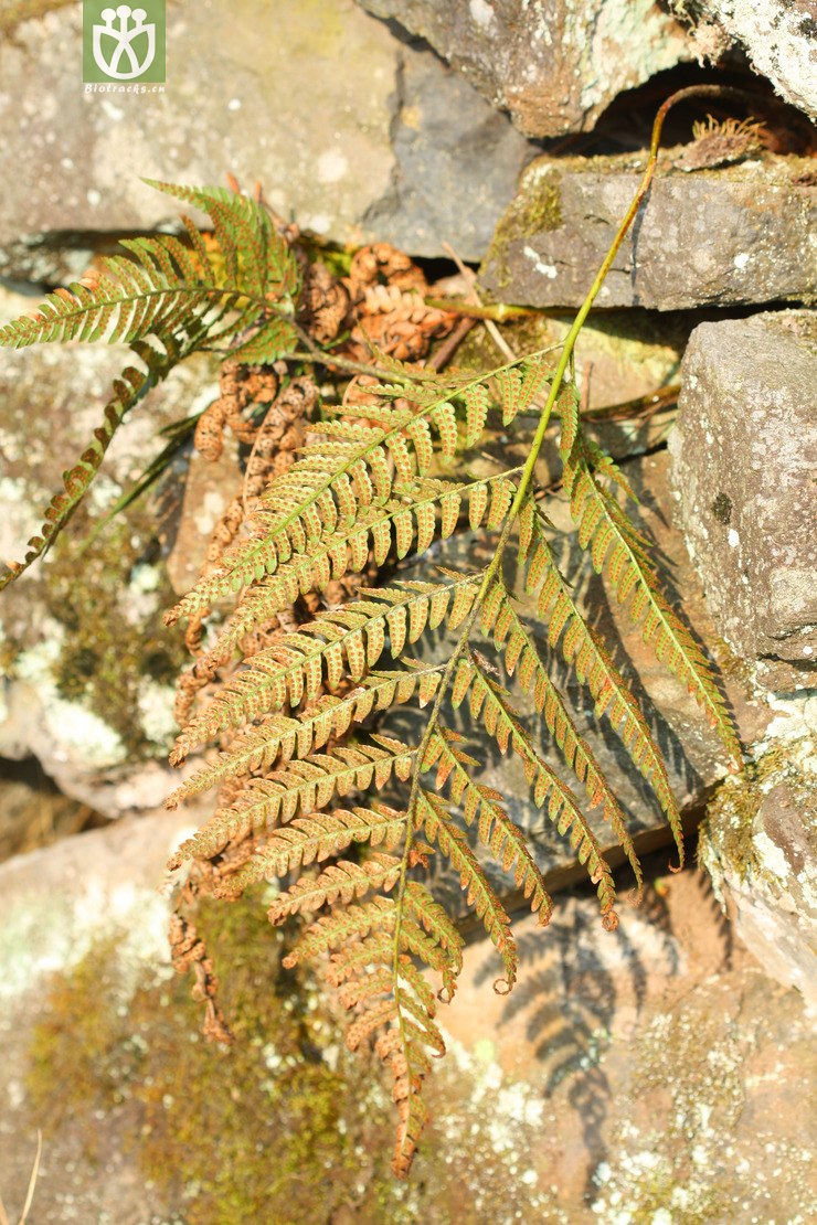 dryopteris sparsa稀羽鳞毛蕨【可以处理】2013-02-16xx-zj (16).