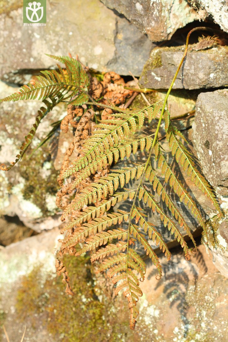 dryopteris sparsa稀羽鳞毛蕨【可以处理】2013-02-16xx-zj (17).
