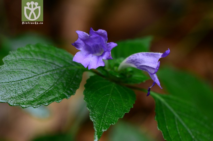 strobilanthes oligantha少花马蓝【g】2014-09-07xx-zj (2).