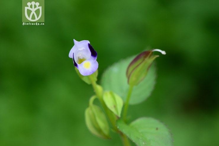 torenia violacea紫萼蝴蝶草【g】2014-09-07xx-zj(6.