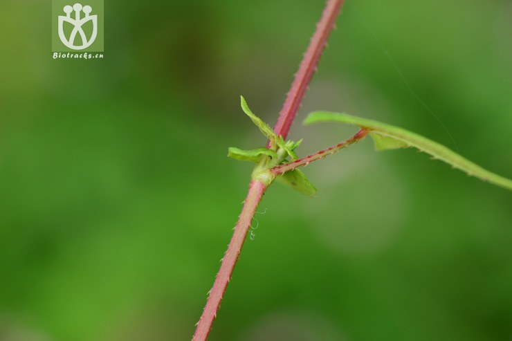 polygonum senticosum刺蓼【可以处理】2014-09-14xx-zj(12.