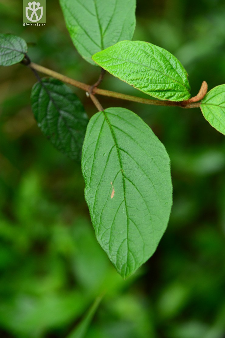 viburnum chinshanense金佛山荚蒾【h】2015-05-04xx-cq (2).