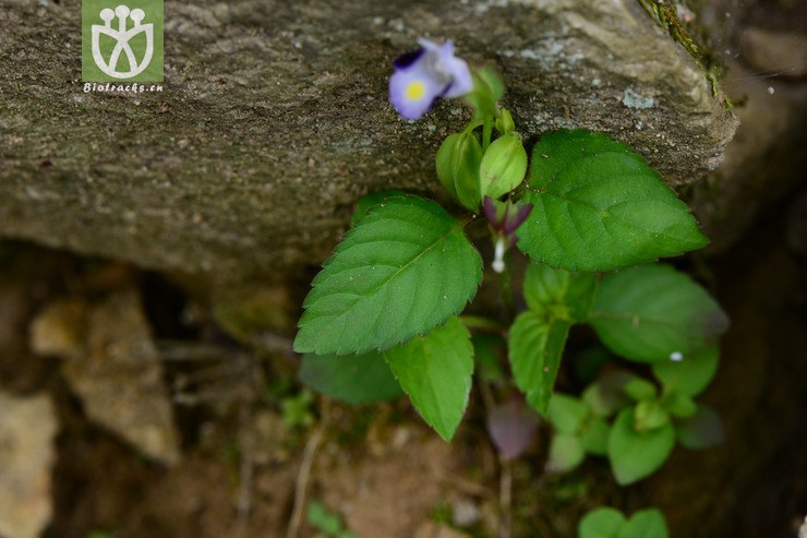 torenia violacea紫萼蝴蝶草【g】2014-09-07xx-zj(1.