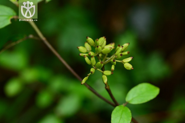 viburnum chinshanense金佛山荚蒾【h】2015-05-04xx-cq (18).