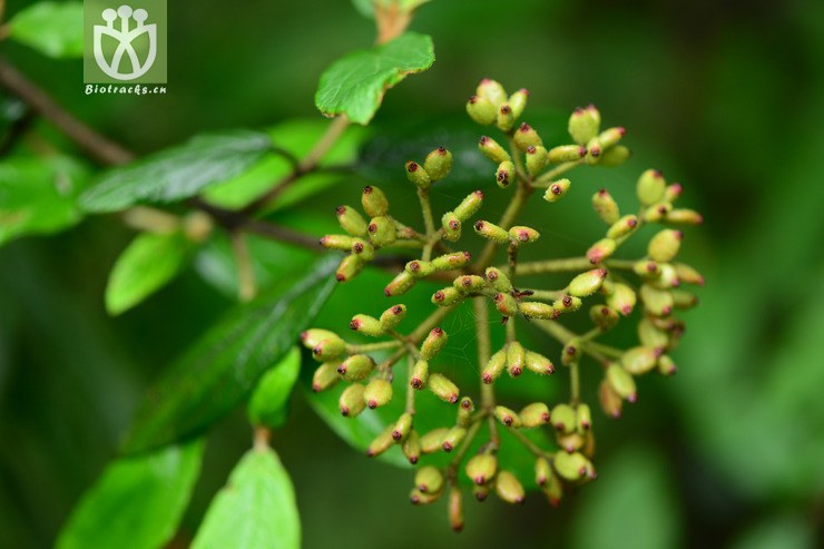 viburnum chinshanense金佛山荚蒾【h】2015-05-04xx-cq (23).