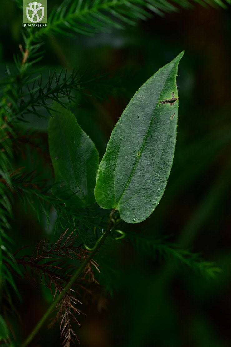 clematis henryi var henryi单叶铁线莲【zhg】2014-09-07xx-zj(0.