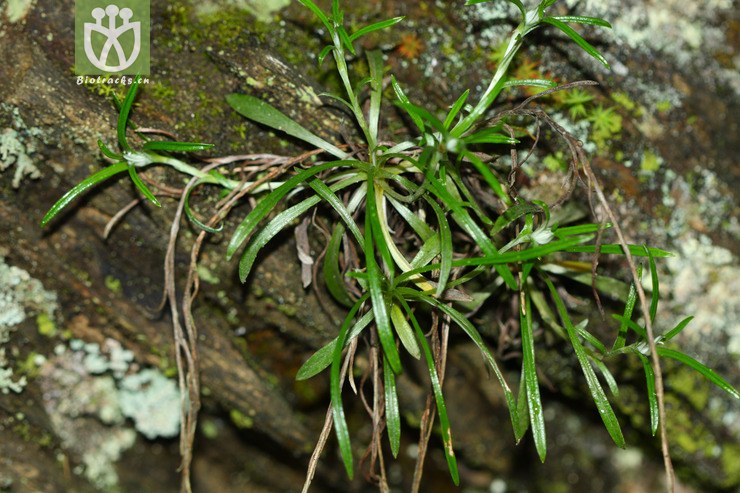 gnaphalium japonicum细叶鼠麴草2012-06-02xx-tw (2).