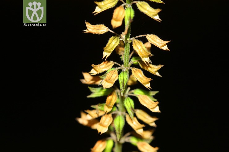 salvia tiliifolia椴叶鼠尾草【可以处理或加hy】2012-09-07xx-yn(6)