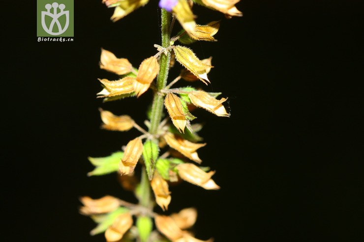 salvia tiliifolia椴叶鼠尾草【可以处理或加hy】2012-09-07xx-yn(3)