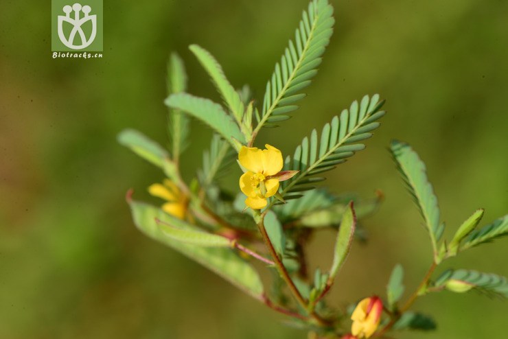 cassia nomame豆茶决明【可以处理】2013-09-17xx-yn(0.