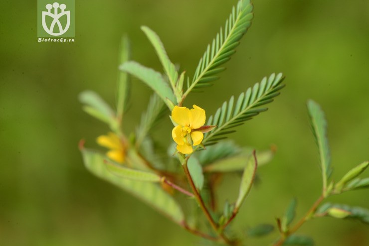 cassia nomame豆茶决明【可以处理】2013-09-17xx-yn(2.