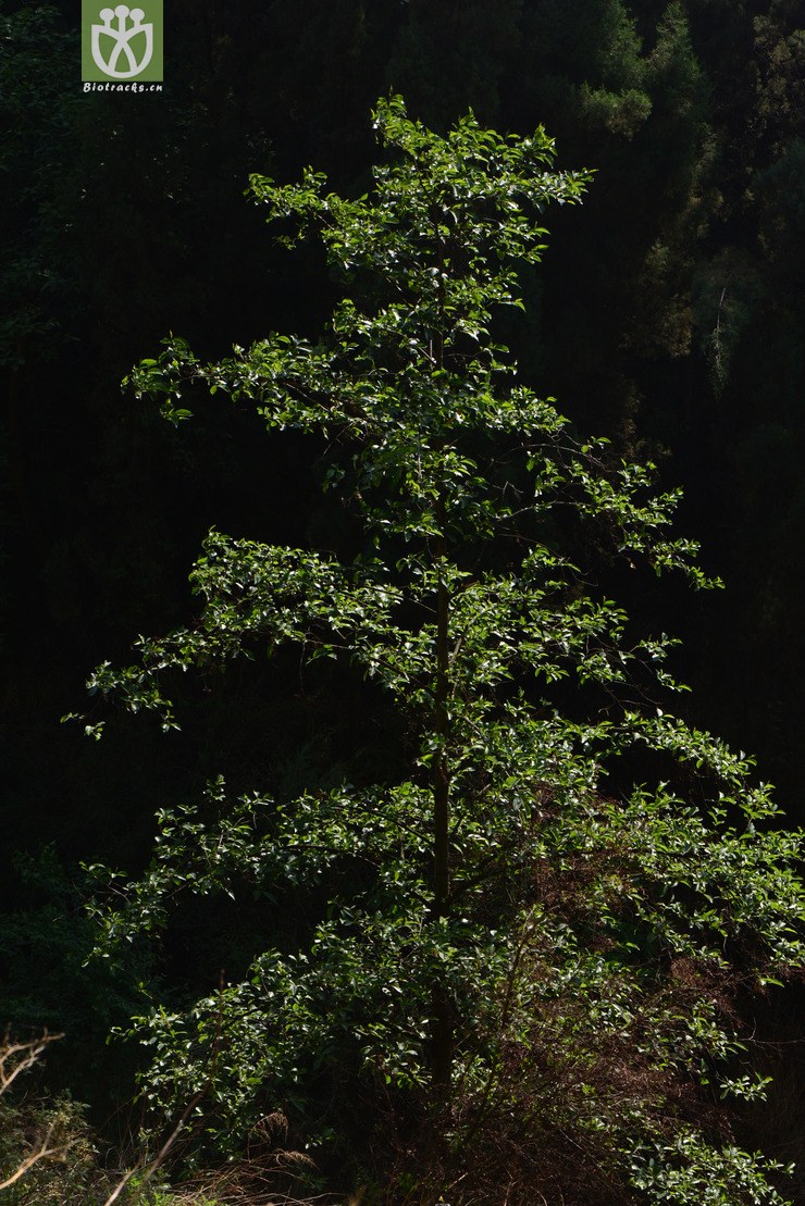 alnus nepalensis尼泊尔桤木【可以处理或加y】2014-04-21xx-yn(0.