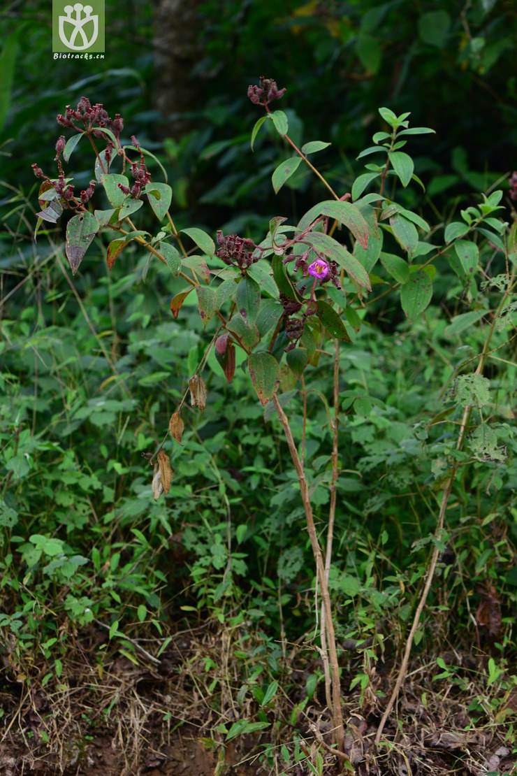 osbeckia crinita假朝天罐【可以处理】2014-10-22xx-yn (0).