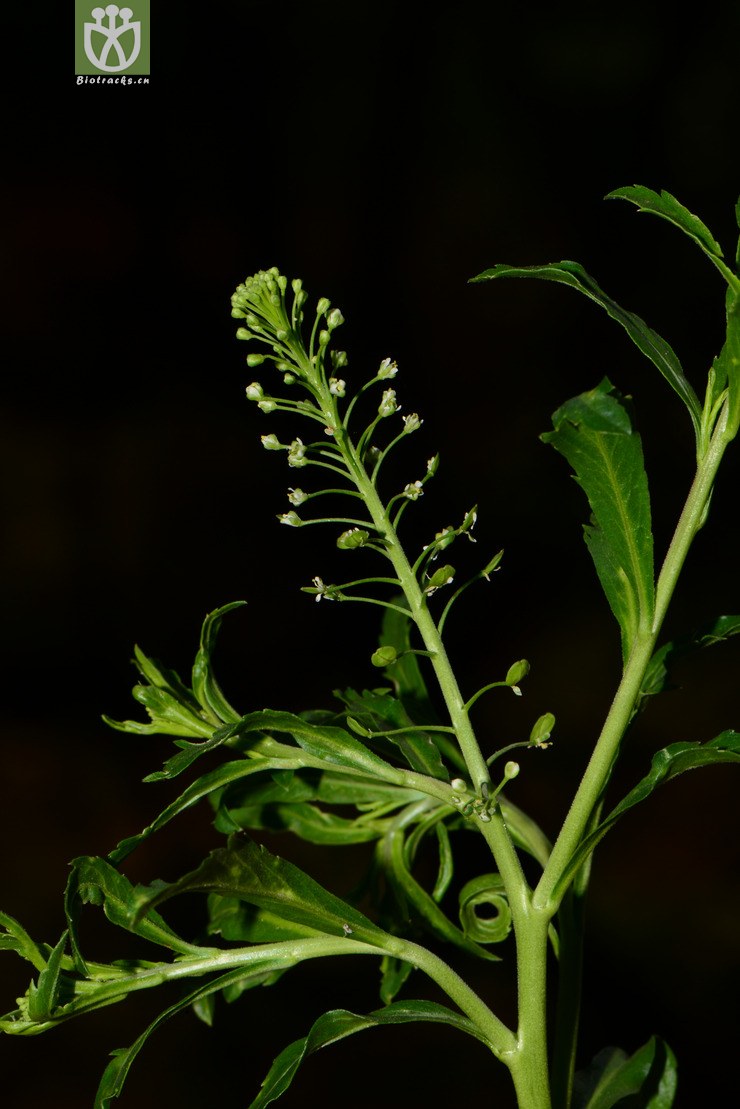 lepidium virginicum北美独行菜【可以处理】2014-04-21xx-yn (8).
