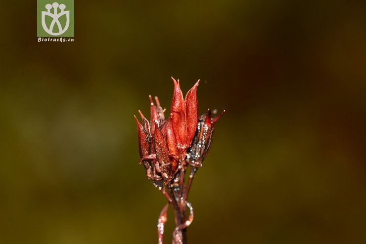 rhodiola fastigiata长鞭红景天【可以处理】2013-07-14xx-yn(13.