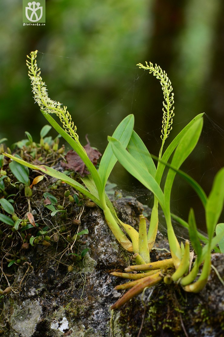 ࡿliparis viridiflora⡾Դ2014-10-22-yn