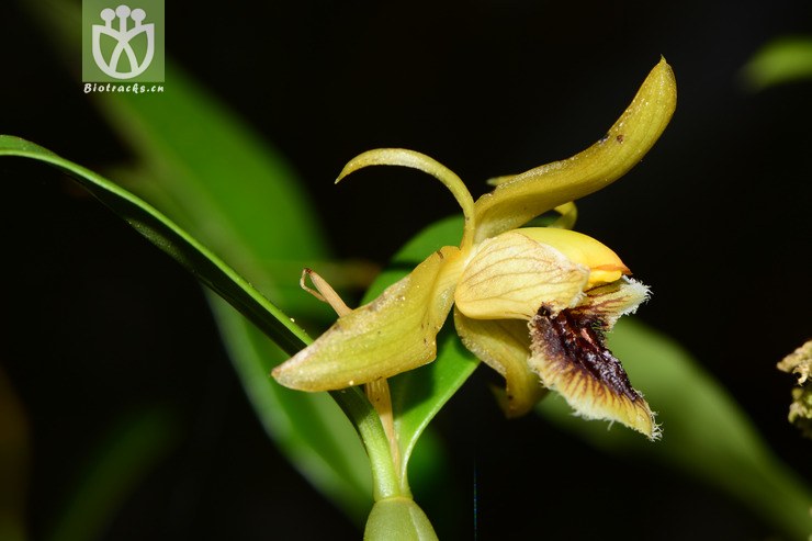 【栽培】coelogyne fimbriata流苏贝母兰【可以处理】2014-10-22xx-yn