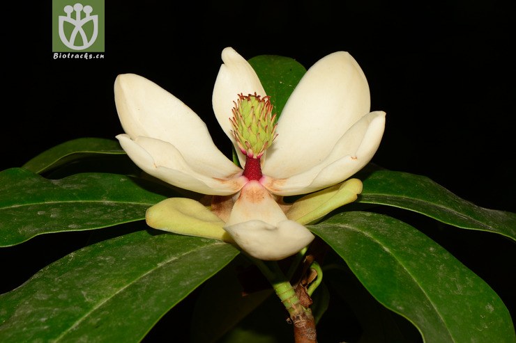 manglietia forrestii滇桂木莲【zg或加y】2013-05-09xx-yn (1).