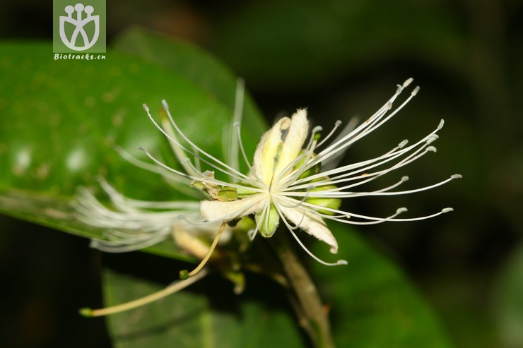 capparis bodinieri野香橼花【可以处理】2013-03-19xx-yn (1).